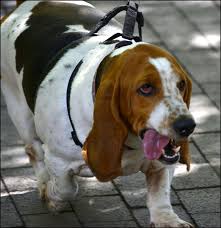Overweight dogs will have fat pads on the top of their hips. examine your dog's behavior. Obesity In Dogs Healthy Paws