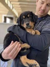 With some members having over 50 years of experience with the breed, our club sponsors and members participate in agility, barn hunt, carting, herding, obedience. Labradors And Friends Dog Rescue Group 18 Photos 60 Reviews Pet Services 2307 Fenton Pkwy San Diego Ca Phone Number