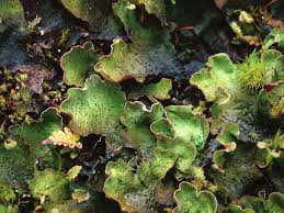 We did not find results for: Lichen Habitat