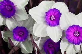Purple Narcissus Flower Google Search Narcissus Flower Narcissus Flower Tattoos Flower Pictures