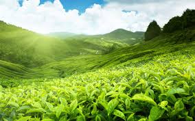 Download a free wallpaper of tea plantation cameron highland here. Fields Of Tea Hd Wallpapers Black Tea Benefits Cameron Highlands Tours