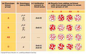 Antigen juga dapat menyebabkan reaksi alergi dan penyakit yang berkaitan dengan alergi, seperti asma dan eksim. De Biology Golongan Darah Manusia