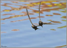  Vencejo Comun In 2021 Birds Animals Bird