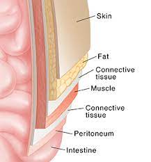 The movement at the joint depends on the anatomy of the joint and its axes of movement. Anatomy Of The Abdomen And Groin Saint Luke S Health System