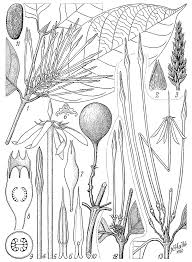 Image result for Oxyanthus speciosus