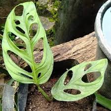 Check spelling or type a new query. Sitmen29 Sitmen20 Twitter