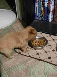 After 4 to 6 weeks the puppy can be weaned off the milk and begin eating solid food. My Dog Is 6 Weeks Old I Have Been Given Him Puppy Food With Water When Should I Just Came From Just Plain Puppy Dog Food Petcoach