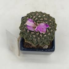 Image result for Kotschya carsonii