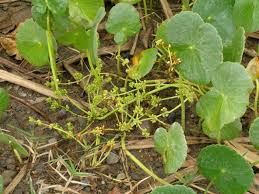 Image result for Hydrocotyle bonariensis