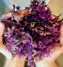 Premium Chondrus Crispus (irish Moss) From the Northern Atlantic Ocean