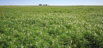 Darum Sollte Man Lupinen Essen Wichtige Grunde Und Praktische Tipps In 2020 Lupinenmehl Lupinensamen Sojabohnen