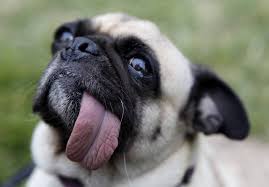 There are no ugly dogs. Tell Us Share Photos Of Your Your Ugly Dog With Us