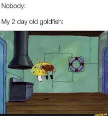 Nobody My 2 Day Old Goldfish Ifunny Funny Spongebob Memes Spongebob Funny Spongebob Memes