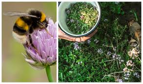 Plant traits that may attract bees: Top 10 Herbs That Attract Bees Bee Friendly Herbs To Grow