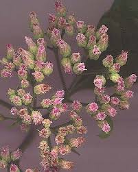 Image result for Pluchea ovalis