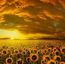  Gambar Pantai Senja Hari Foap Com Senja Sore Hari Pemandangan Senja Di Pontianak Stock 5 Kiat Menghasilkan F Pemandangan Latar Belakang Fotografi Pemandangan