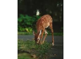 Cheryl Lynn Breitbach Obituary (2024)