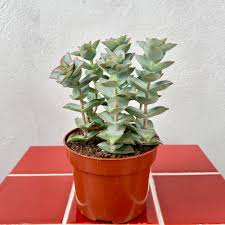 Image result for Crassula perfoliata