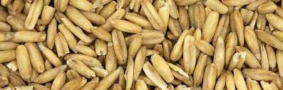 Oats Yan Mai White Rabbit Institute Of Healing Oat Straw Healing Herbs Oats