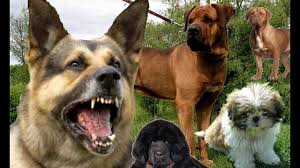 جميع انواع الكلاب بالصور كلاب متنوعة حزن و الم