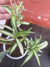 Maybe you would like to learn more about one of these? 10 Jenis Tanaman Perdu Hias Untuk Percantik Halaman Rumah