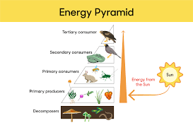 Primary consumer definition a primary consumer is an organism that feeds on primary producers. 2