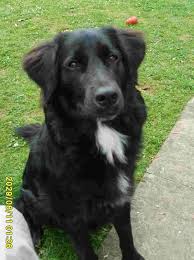 Adopt a gentle & loving yellow this puppy is prized as an intelligent and gentle family pet. Labrador Retriever Rescue Southern England