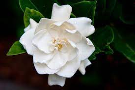 Flowers That Look Like Roses Gardenia Flower Hd Wallpapers Wallpapers Download High Resolution Wallpapers Flowers Flower Wallpaper Flowers Photography