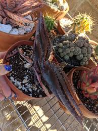 Image result for Aloe suprafoliata