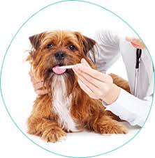 We did not find results for: All Pets Clinic Lakewood Ranch Veterinarian In Sarasota Fl