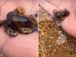 L'ultima volta ha eruttato nel 1944. Tiene Sul Palmo Della Mano Uno Degli Animali Piu Pericolosi Del Mondo Corriere Tv