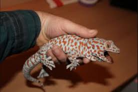 Tokay Gecko Care Sheet Morphs Sounds Size And Price