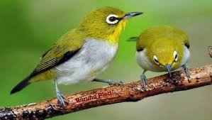 Sortiran dakun pleci pacitan jantan sudahrp234.000: Ciri Fisik Warna Habitat Burung Jenis Pleci Yang Cantik