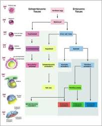 14 Best Embryology Images Anatomy Embryonic Development