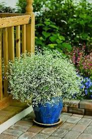 Flowers make nice additions to bouquets and beckon butterflies. Pin By Smits Farms On Annuals Shade Plants Garden Containers Amazing Gardens