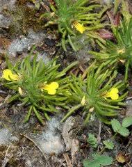 Image result for Haumaniastrum glabrifolium