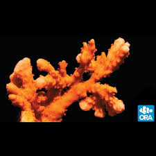 Image result for Searsia monticola