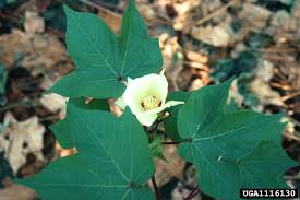 Image result for Gossypium