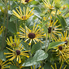 Image result for Eriosema verdickii