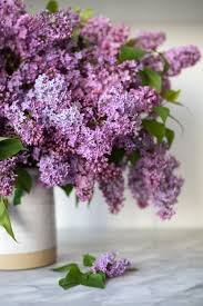 Cutting flowers forces me to slow down and admire what's in bloom. How To Arrange An Overflowing Bouquet Of Lilacs Keep Them From Wilting The Grit And Polish
