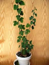 Image result for Adenia spinosa