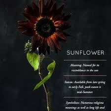 Flower Glossary Archive Design Sponge Flower Meanings Sunflower Sunflower Black And White