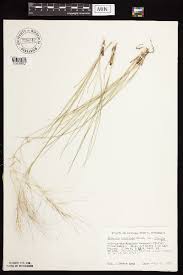 Image result for Aristida adoensis
