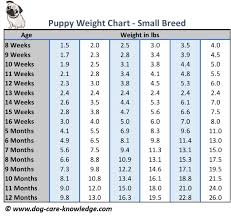 mini goldendoodle size chart goldenacresdogs com