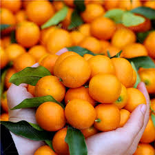 In inverno va riposto in serra fredda con una temperatura compresa tra +3 e +9 °c in. 50 Mini Dwarf Bonsai Cherry Jujub Kiwi Kumquat Seed Tree Organic Edible Fruit Fruit Seeds Garden Patio Plastpath Com Br