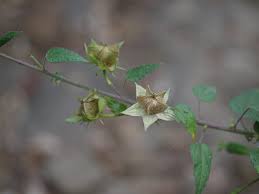 Image result for Hibiscus vitifolius