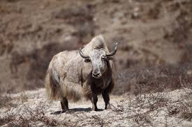 14 animals beginning with 'Y ' including a very cute yellow squirrel and a  fearsome-looking yacaré caiman | Discover Wildlife