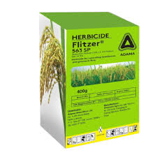 Image result for Acroceras amplectens