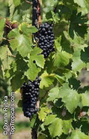 Image result for Vitis vinifera