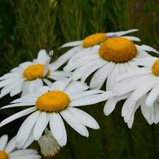 Image result for foto Kopretina